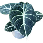 Alocasia reginula 'Black Velvet' D10