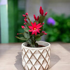 Rhipsalidopsis ‘Scorpius’ (floarea pastelui) 2pp