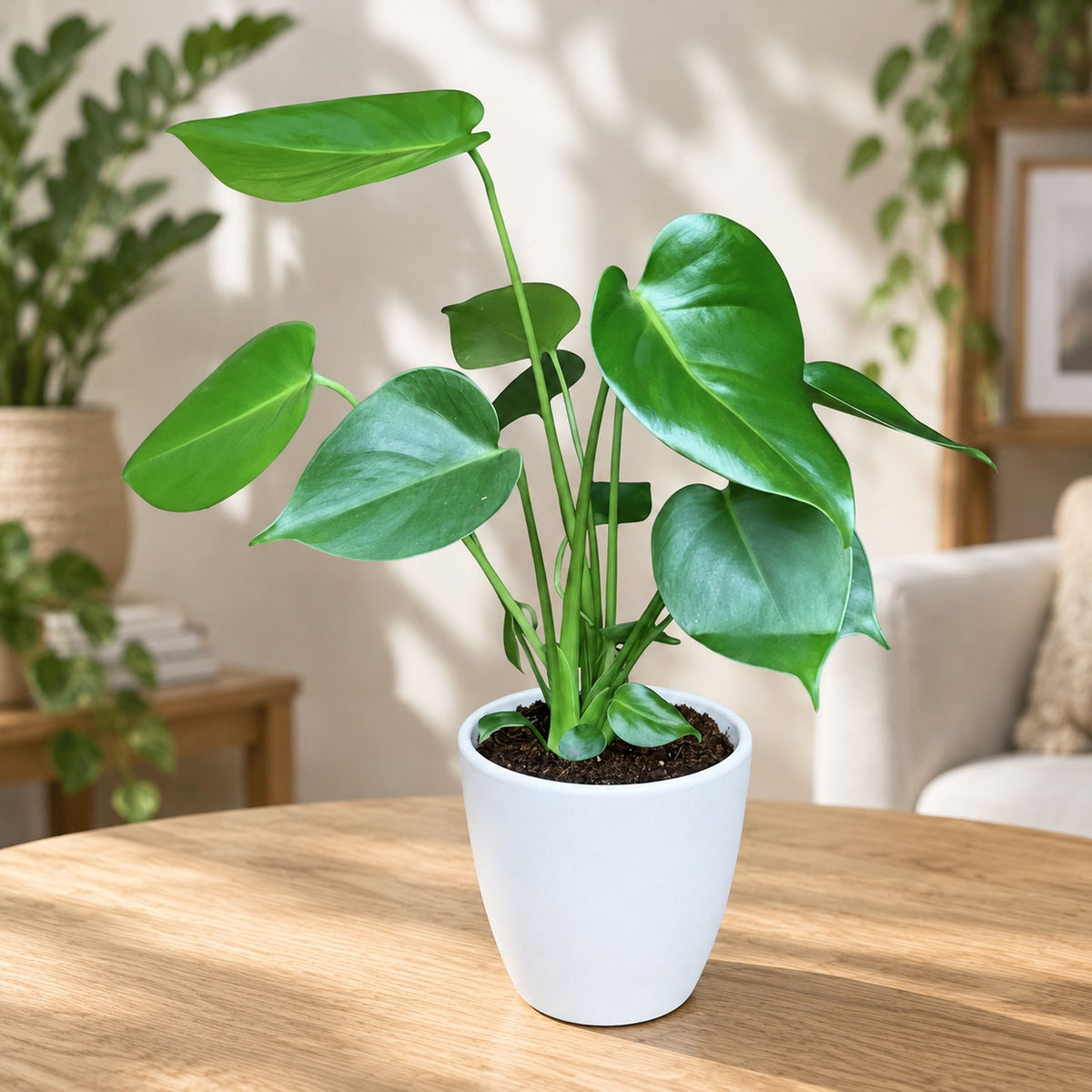 Monstera deliciosa (Swiss cheese plant) 2-3 plants/pot