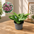 Hoya pubicalyx 'Reva' (super splash) - täysikokoiset ruukut D9