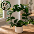 Hoya australis ssp. tenuipes (arch)