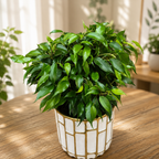 Ficus benjamina 'Green Kinky'