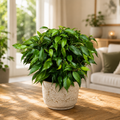 Ficus benjamina 'Green Kinky'