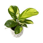 Ctenanthe lubbersiana (Златен мозайка) *малко растение