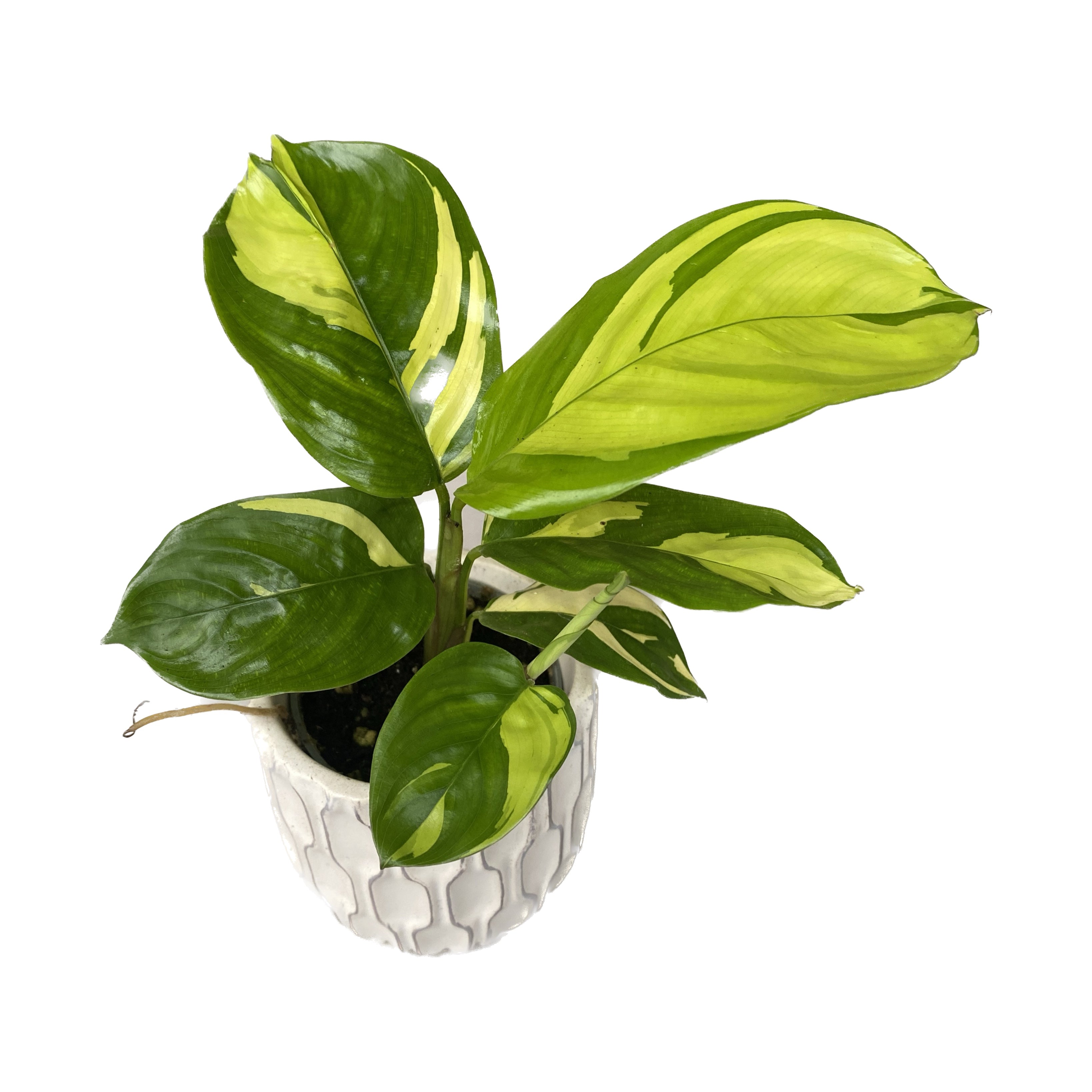 Ctenanthe lubbersiana (Golden Mosaic) *babyplant