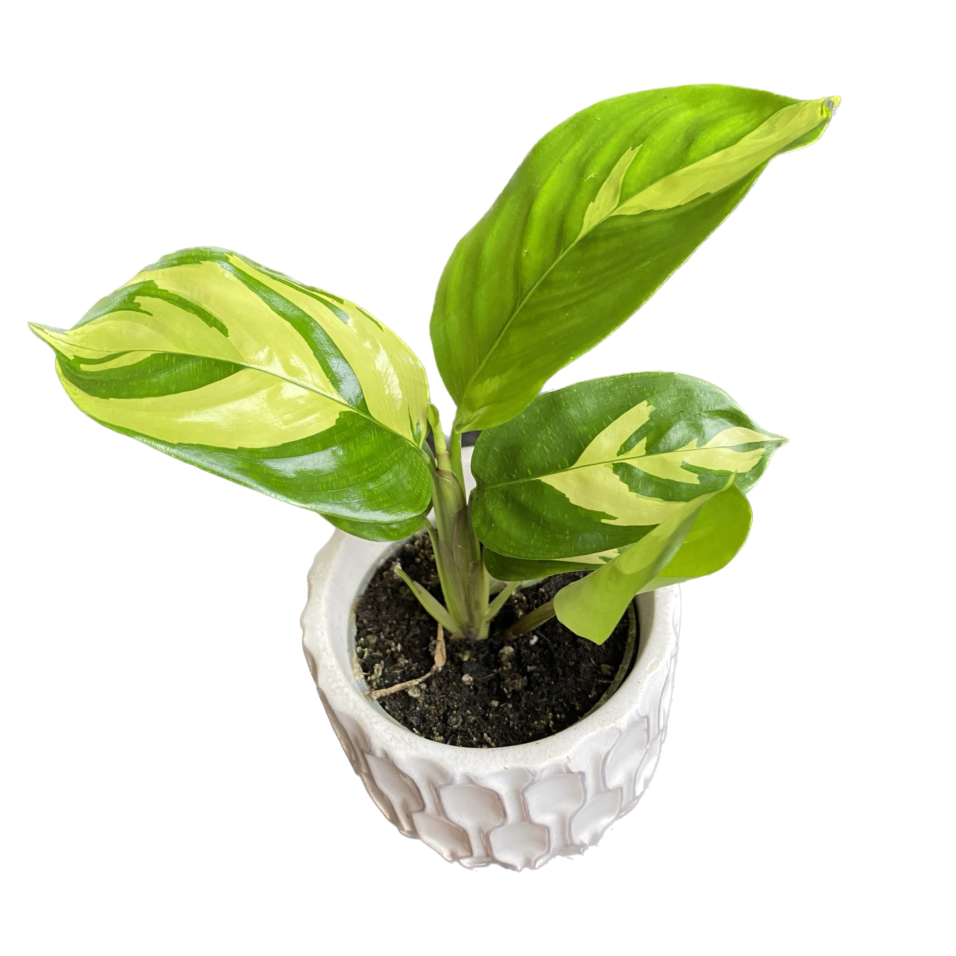 Ctenanthe lubbersiana (Golden Mosaic) *babyplant