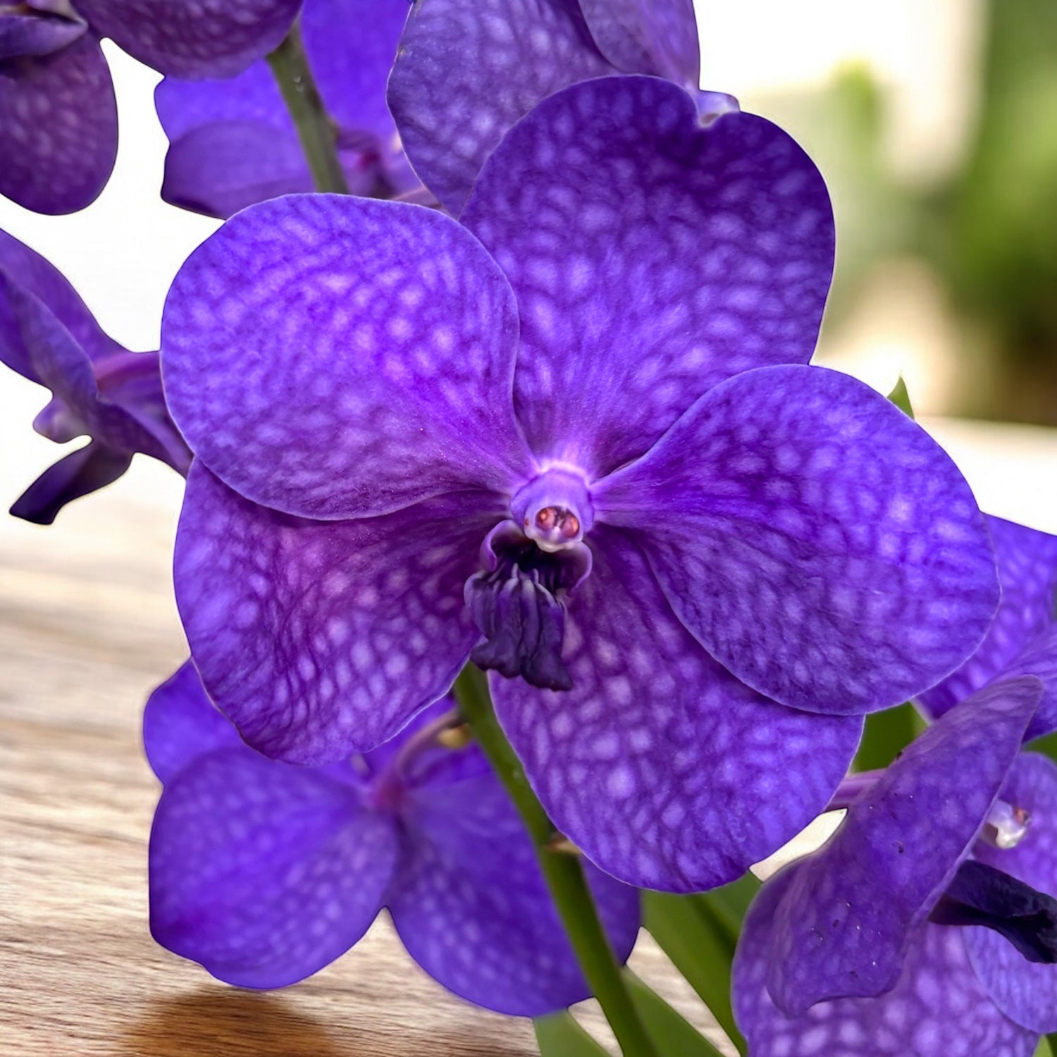 Vanda Tayanee Blue (Ansu)