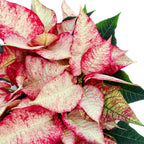 Euphorbia pulcherrima « Premium Picasso »