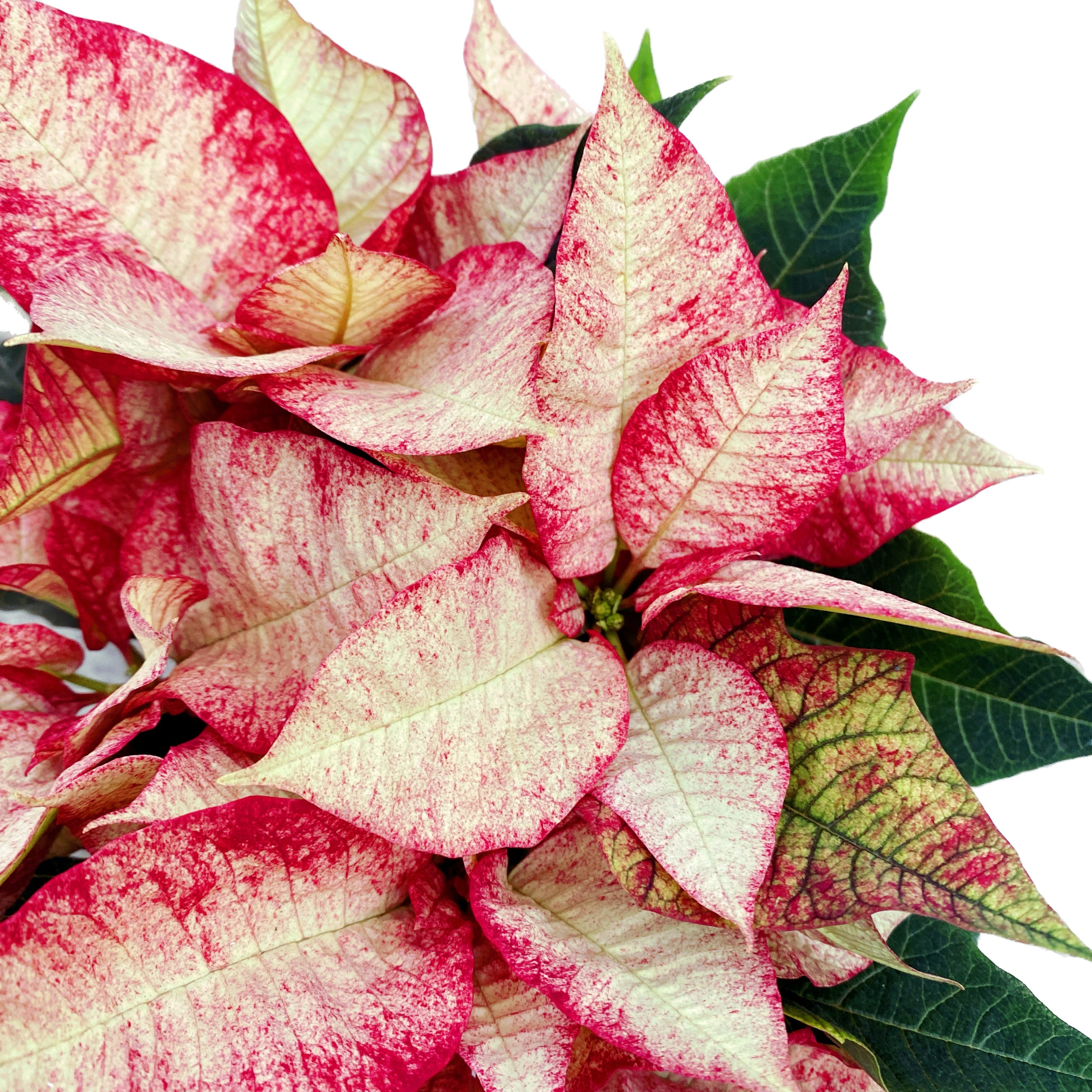 Euphorbia pulcherrima ‘Premium Picasso’