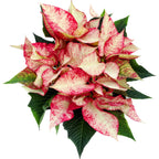 Euphorbia pulcherrima « Premium Picasso »