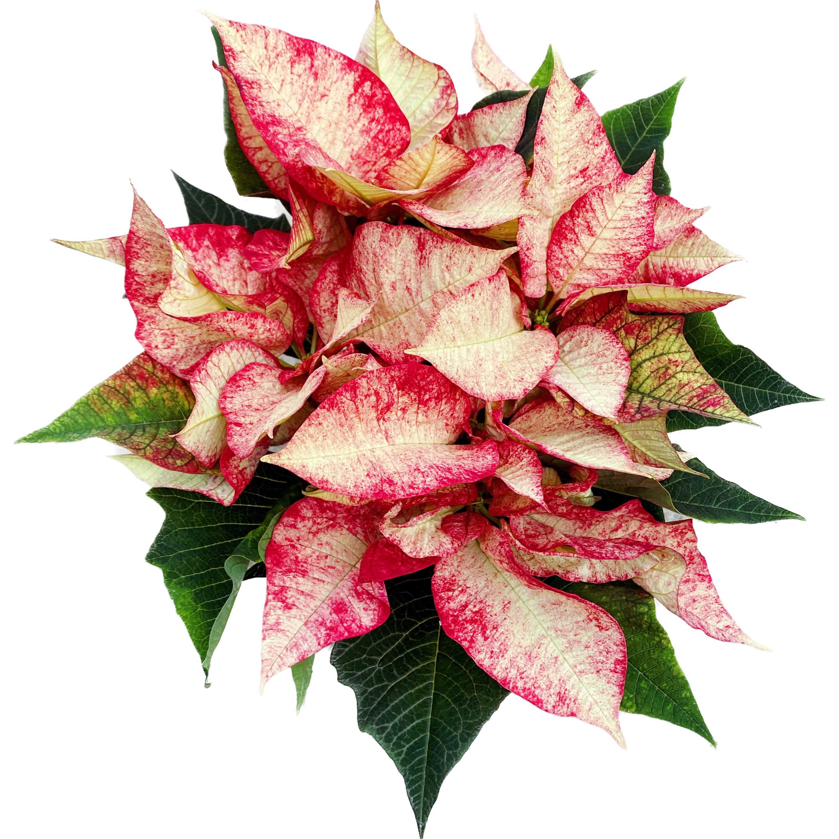 Euphorbia pulcherrima ‘Premium Picasso’