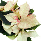 Euphorbia pulcherrima « Premium Picasso »