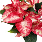 Euphorbia pulcherrima « Premium Picasso »