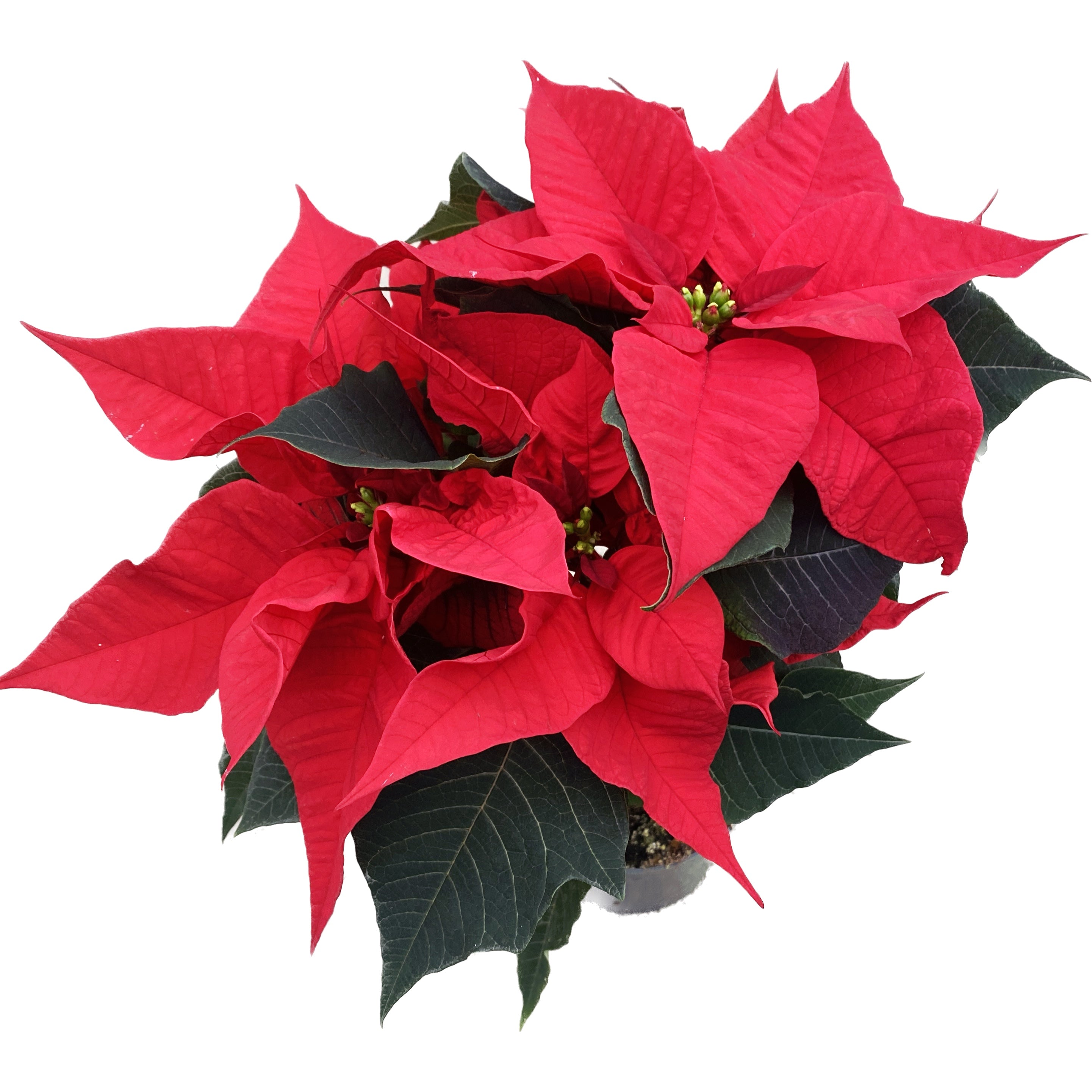 Euphorbia pulcherrima rosie - Steaua Craciunului