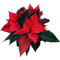 Euphorbia Poinsettia Pulcherrima - Stella di Natale D10