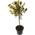 Ilex aquifolium 'Golden van Tol'