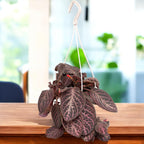 Episcia cupreata ‘Copper’