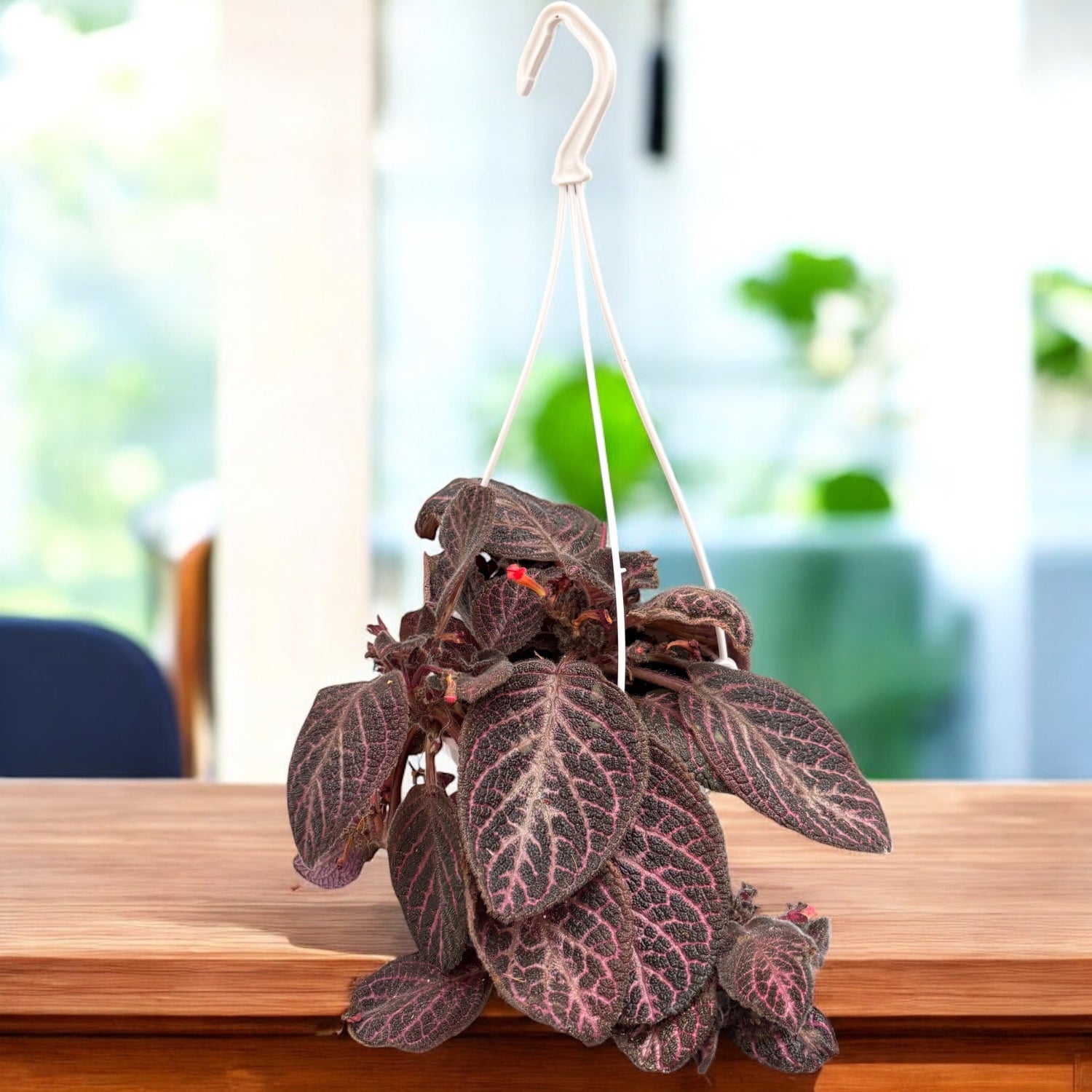 Episcia cupreata ‘Copper’