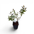 Lonicera kamtschatica 'Indigo Gem' - sibirska borovnica