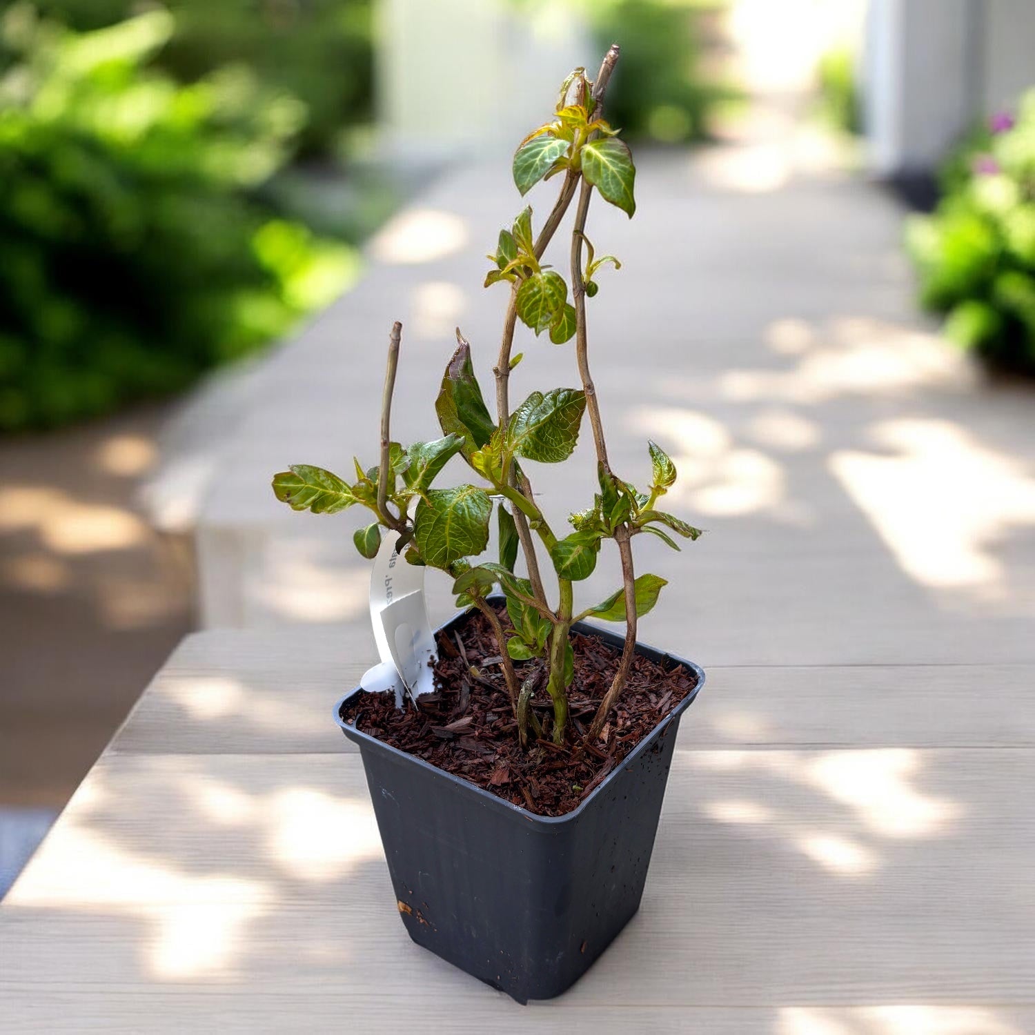 Potted Hydrangea – tagged 