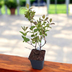 Lonicera caerulea 'Zojka' - sibirska borovnica, medene jagode