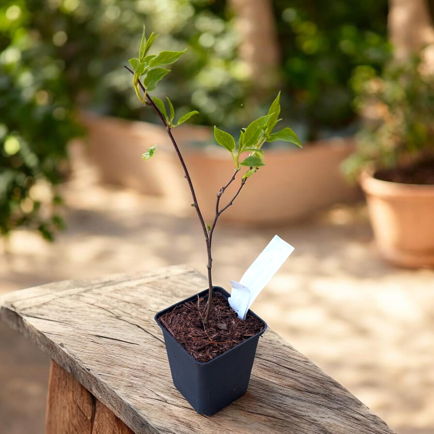 Kiwi - Actinidia arguta 'Issai' (mini-kiwi) (pot 9cm) – Secret