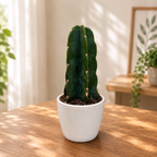 Cuddly Cactus – spineless cactus, easy to love