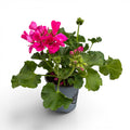 Pelargonium zonale ‘Moonlight Lucky’ - muscata compacta cu inflorire abundenta