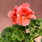 Pelargonium ‘Sunrise Light Salmon’ - muscata cu flori somon deschis si inflorire bogata