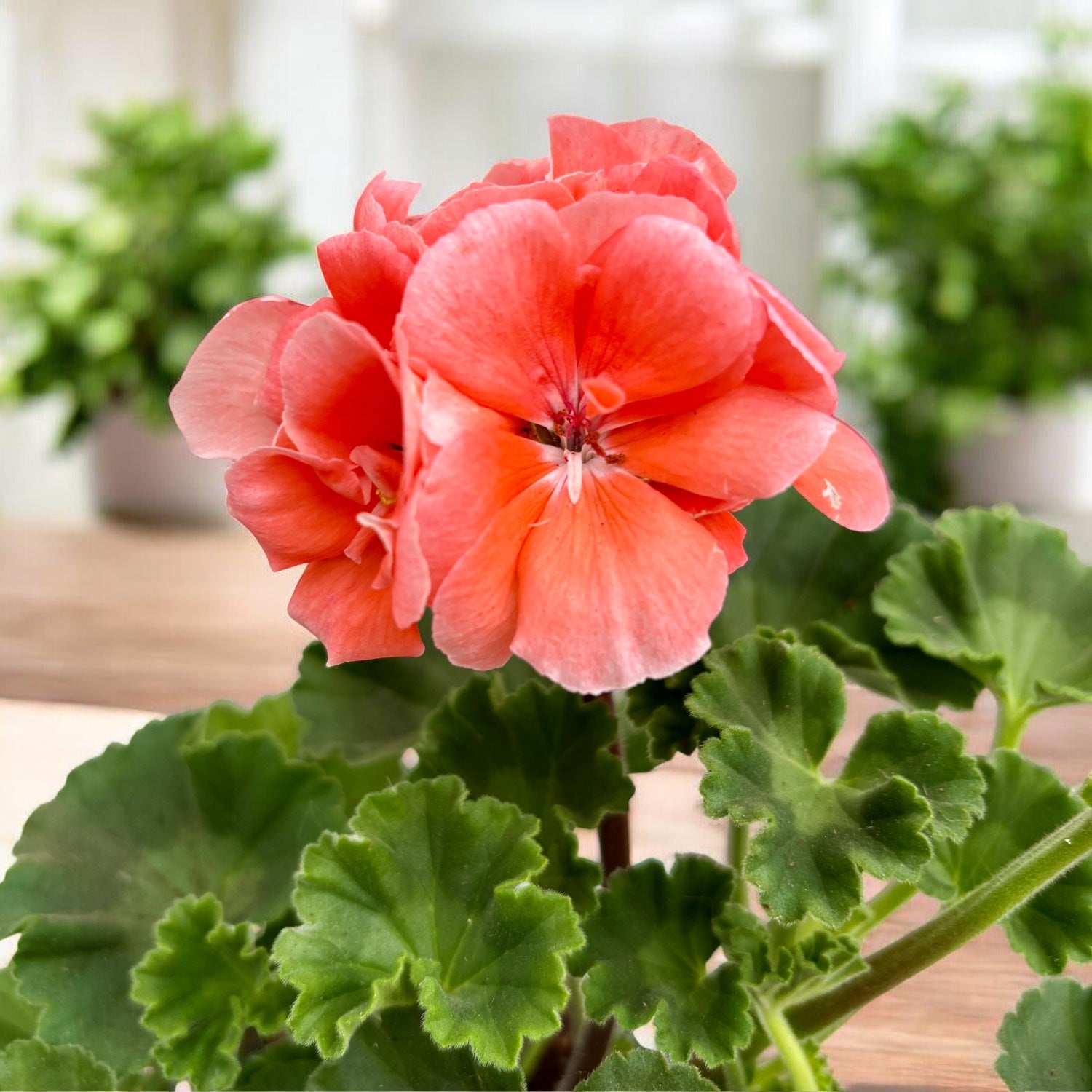 Pelargonium ‘Sunrise Light Salmon’ - muscata cu flori somon deschis si inflorire bogata