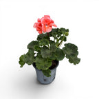 Pelargonium ‘Sunrise Light Salmon’ - muscata cu flori somon deschis si inflorire bogata