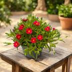 Delosperma Lido ‘Red’ (floarea de gheata, floarea de cristal)