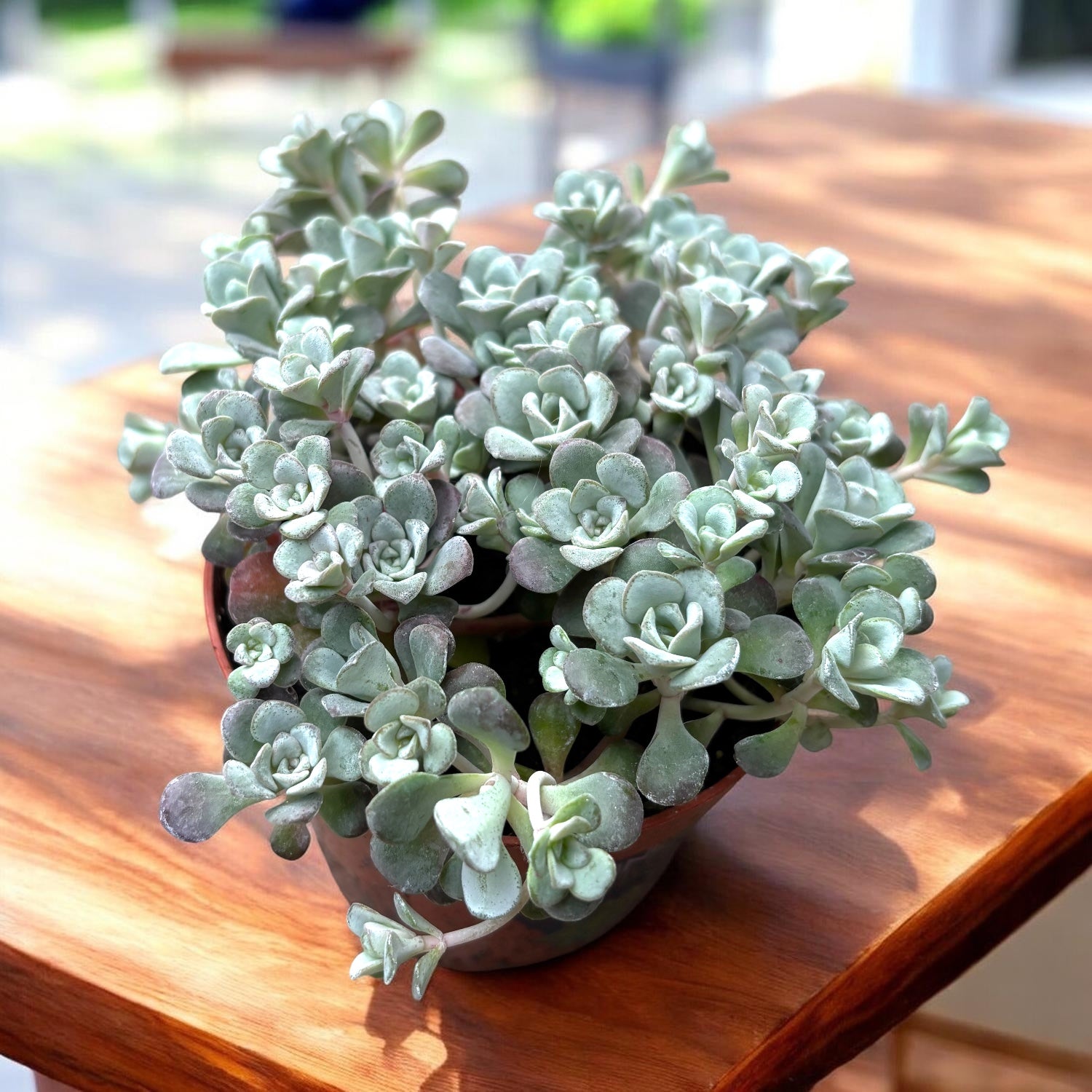 Sedum spathulifolium 'Purpureum' - Kriechender Sukkulent mit purpurfarbenen Blättern und gelben Blüten, perfekt für Steingärten und sonnige Beete