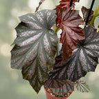 Begonia Garnet - exemplare XL