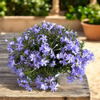 Phlox subulata ‘Fabulous Dark Blue Center' - brumarele taratoare