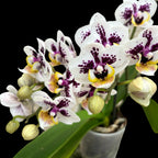 Phalaenopsis ‘Limited #69’