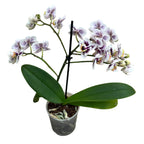 Phalaenopsis ‘Limited #69’
