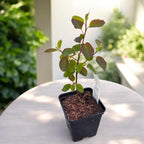 Pomul de stafide, afin canadian - Amelanchier alnifolia 'Smokey'