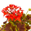 Pelargonium ‘Vancouver Centennial’ (muscate cu frunze colorate)