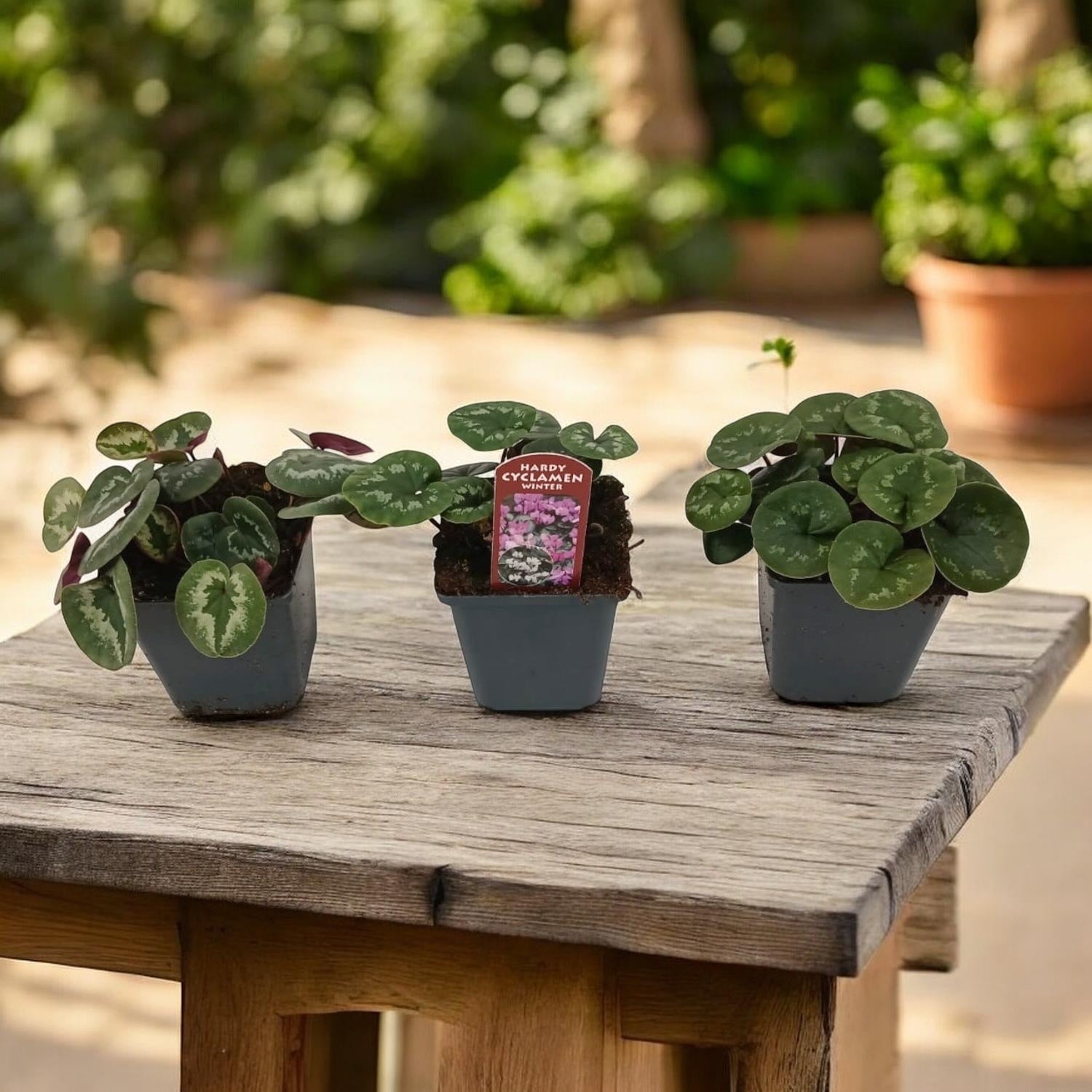 Cyclamen coum mix (Persian Violet) de gradina – Secret Garden