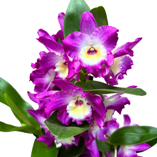 Dendrobium Wonderful Romance - parfumat