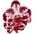 Phalaenopsis Bohemian Mondriaan