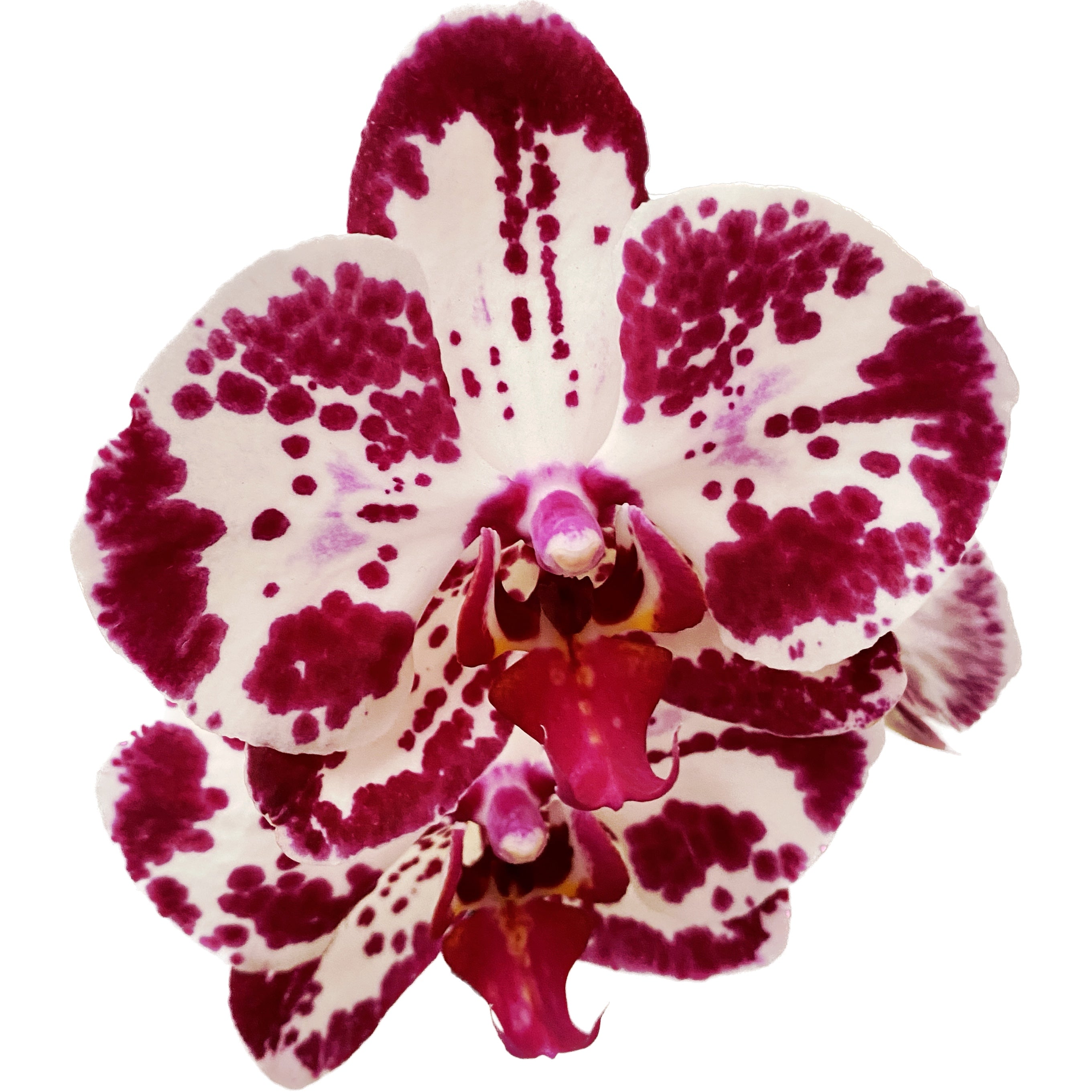 Phalaenopsis Bohemian Mondriaan