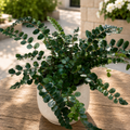 Pellaea rotundifolia – fern with round leaves, elegant and compact