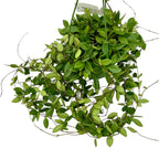 Hoya puber (ex. Hoya picta) - exemplare XL