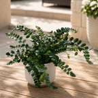 Pellaea rotundifolia – fern with round leaves, elegant and compact