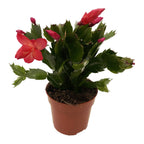 Schlumbergera ‘Danica Red’ (Karácsonyi kaktusz) 2pp