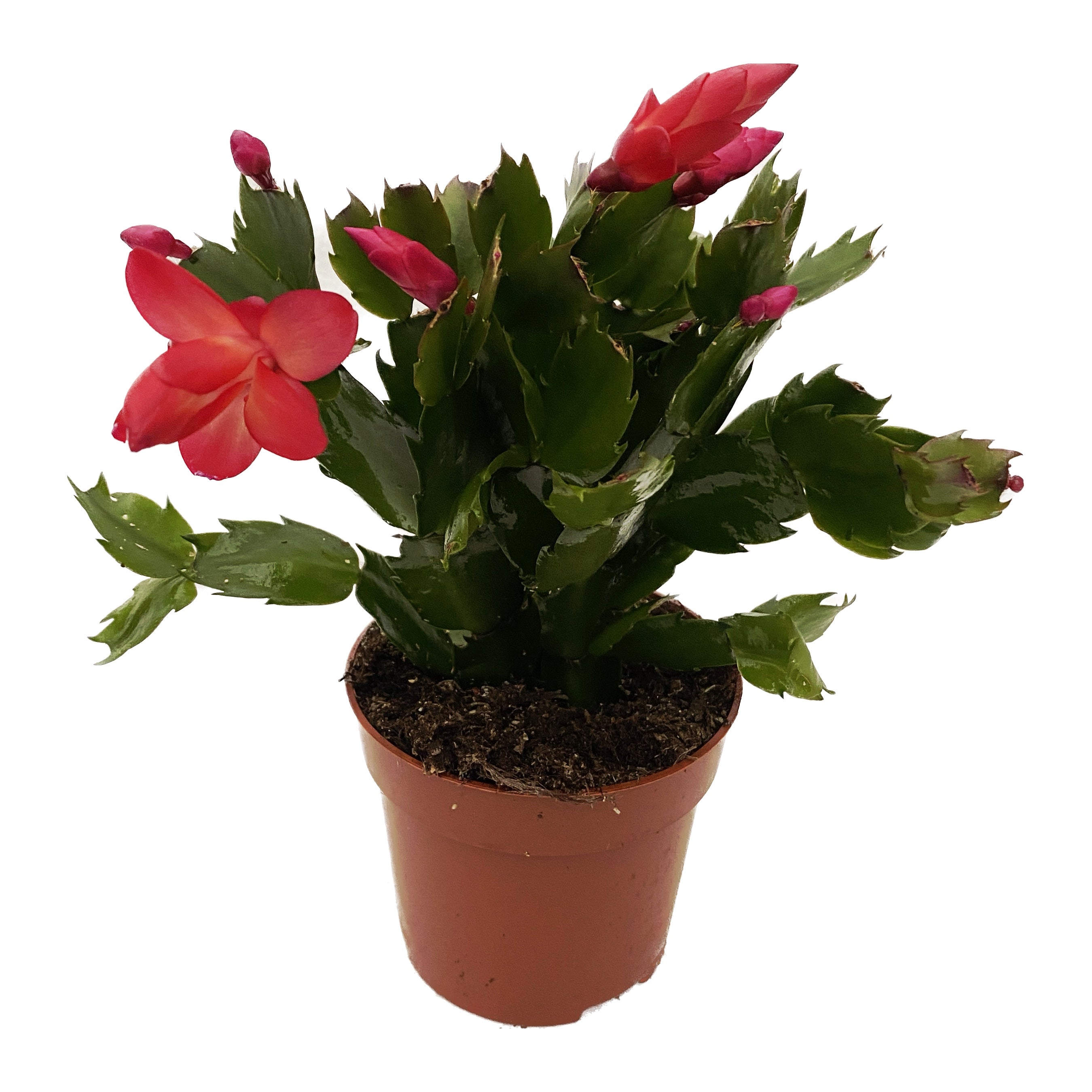 Schlumbergera ‘Danica Red’ (Craciunita) 2pp