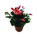 Schlumbergera ‘Danica Red’ (Karácsonyi kaktusz) 2pp