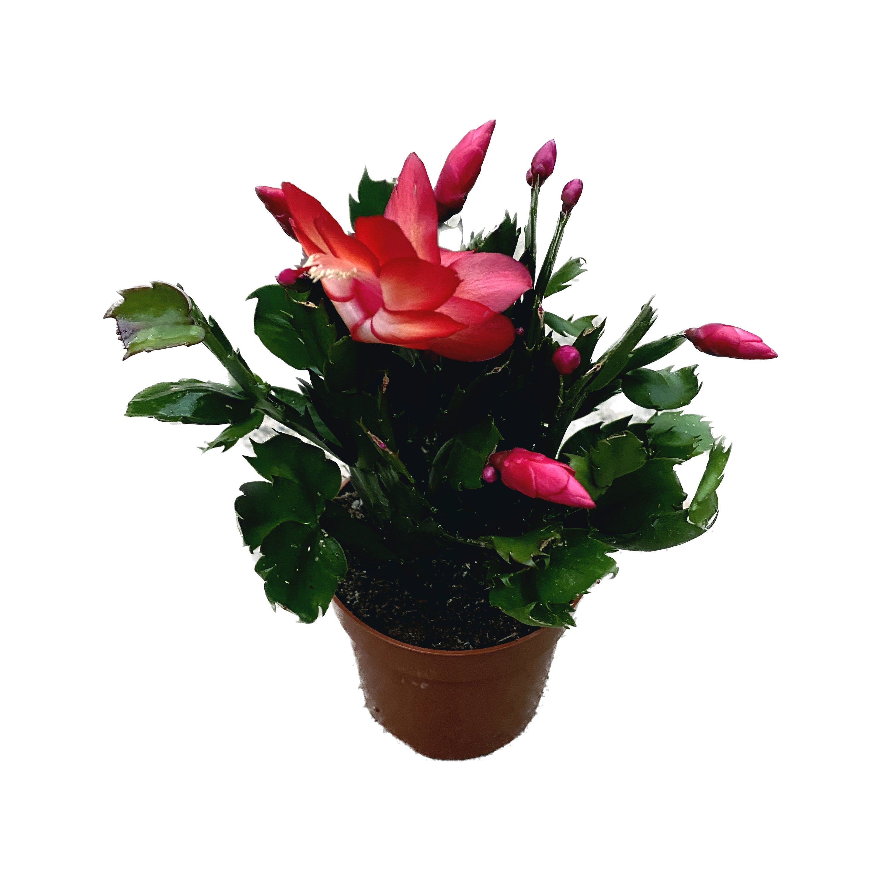 Schlumbergera ‘Danica Red’ (Craciunita) 2pp